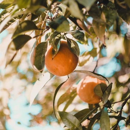 Apartman "Citrus" トレビニエ エクステリア 写真
